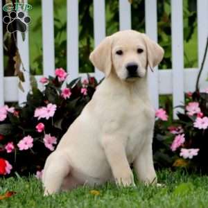 Daryl, Yellow Labrador Retriever Puppy