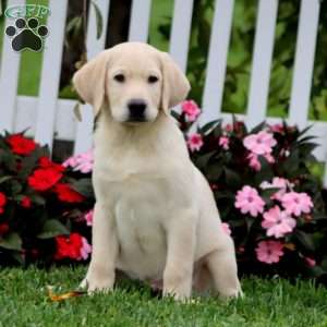 Daryl, Yellow Labrador Retriever Puppy
