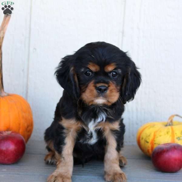 Dave, Cavalier King Charles Spaniel Puppy