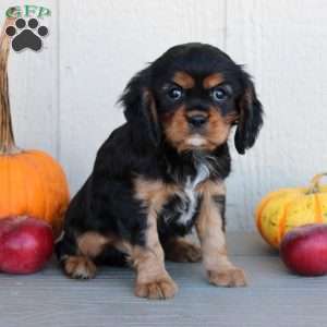Dave, Cavalier King Charles Spaniel Puppy