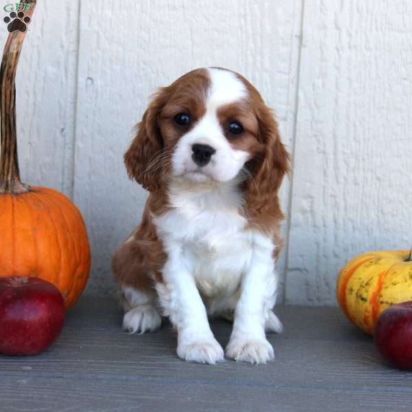 Dawn, Cavalier King Charles Spaniel Puppy