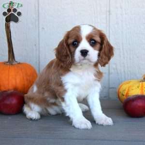 Dawn, Cavalier King Charles Spaniel Puppy