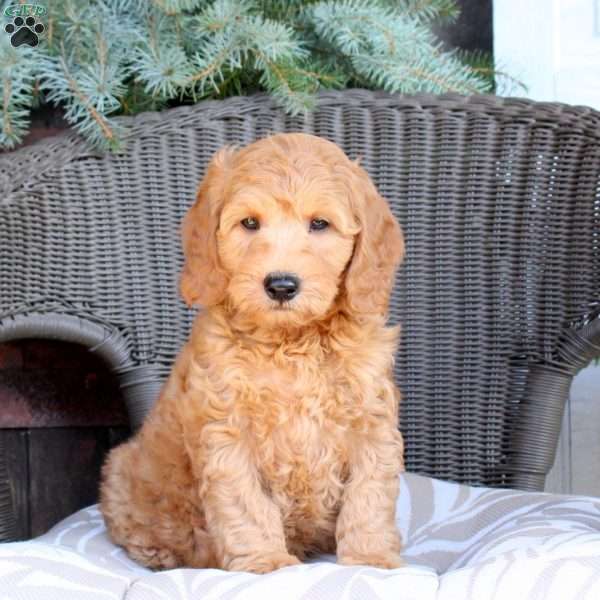 Dawson, Mini Goldendoodle Puppy