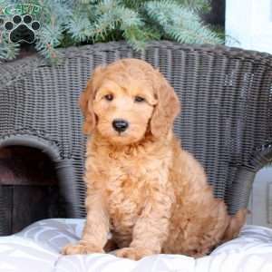 Dawson, Mini Goldendoodle Puppy