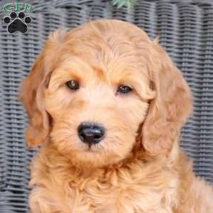 Dawson, Mini Goldendoodle Puppy