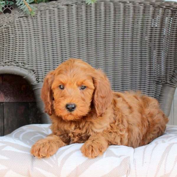 Dax, Mini Goldendoodle Puppy
