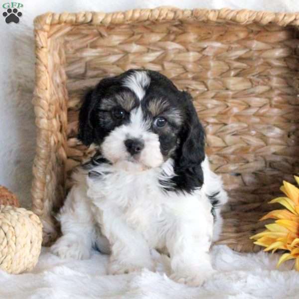 Dax, Cavachon Puppy