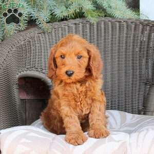 Dax, Mini Goldendoodle Puppy