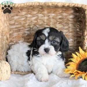Dax, Cavachon Puppy
