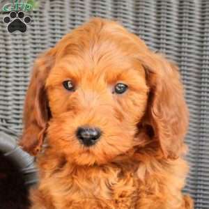 Dax, Mini Goldendoodle Puppy