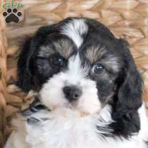 Dax, Cavachon Puppy