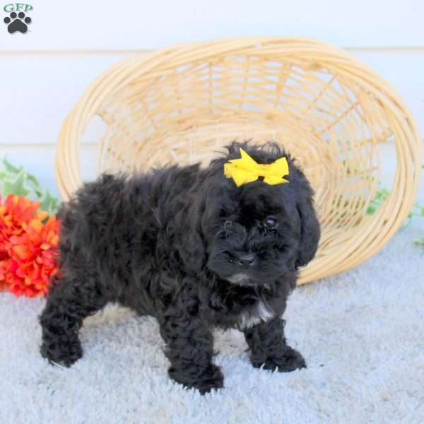 Debby, Shih-Poo Puppy