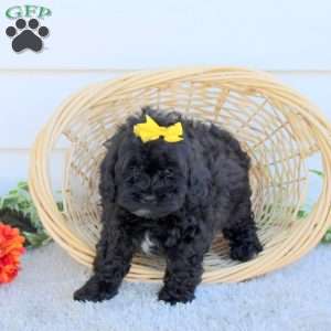 Debby, Shih-Poo Puppy