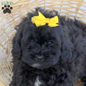 Debby, Shih-Poo Puppy