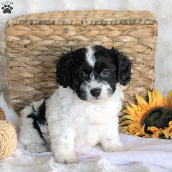 Della, Cavachon Puppy