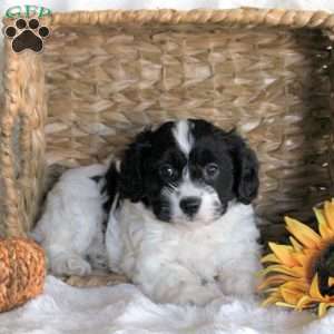 Della, Cavachon Puppy