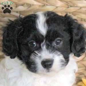 Della, Cavachon Puppy