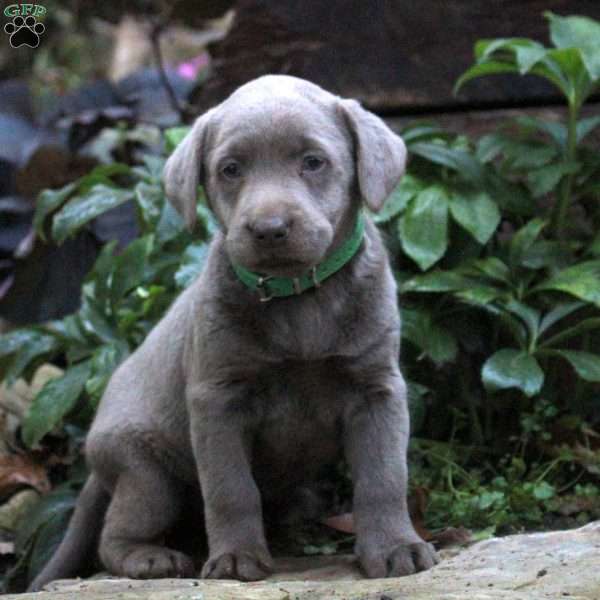 Delta, Silver Labrador Retriever Puppy