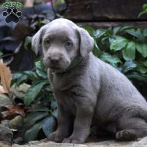 Delta, Silver Labrador Retriever Puppy