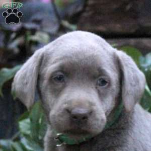 Delta, Silver Labrador Retriever Puppy