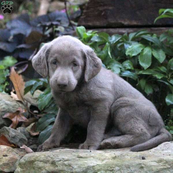 Denver, Silver Labrador Retriever Puppy