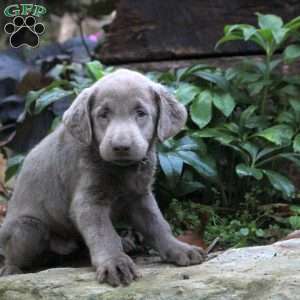 Denver, Silver Labrador Retriever Puppy