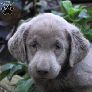 Denver, Silver Labrador Retriever Puppy