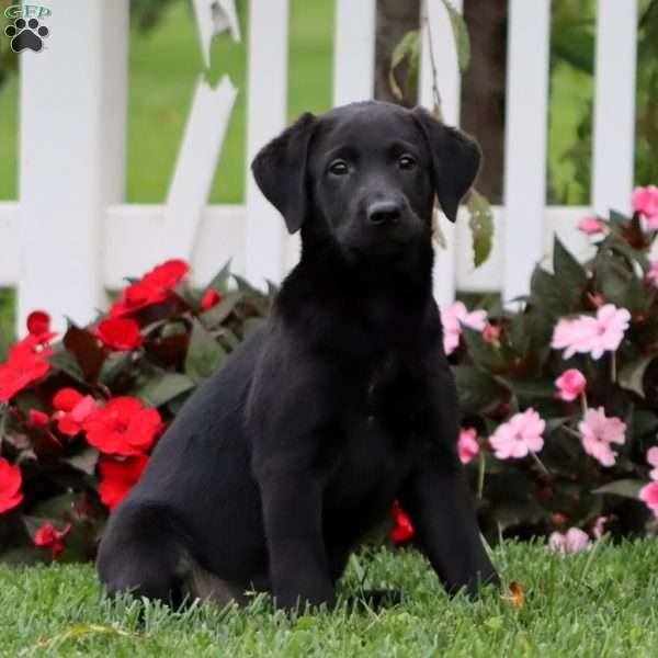 Derek, Black Labrador Retriever Puppy