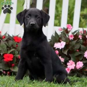 Derek, Black Labrador Retriever Puppy