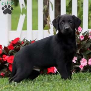 Derek, Black Labrador Retriever Puppy