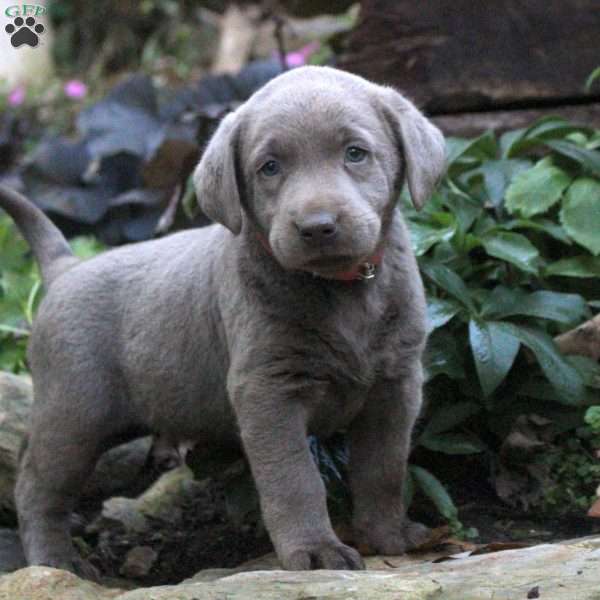 Dexter, Silver Labrador Retriever Puppy