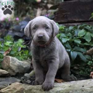 Dexter, Silver Labrador Retriever Puppy