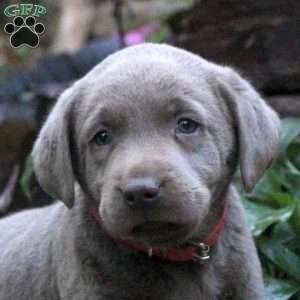 Dexter, Silver Labrador Retriever Puppy