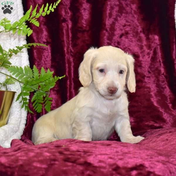 Diamond, Dachshund Puppy