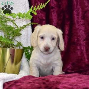 Diamond, Dachshund Puppy