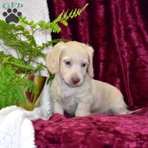 Diamond, Dachshund Puppy