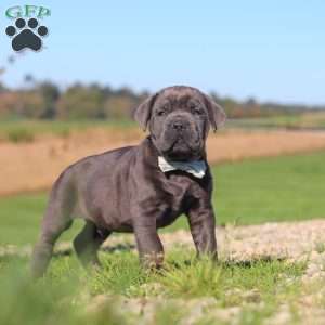 Diego, Cane Corso Puppy