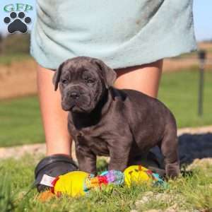 Diego, Cane Corso Puppy