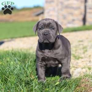 Diego, Cane Corso Puppy
