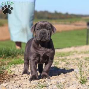 Diego, Cane Corso Puppy