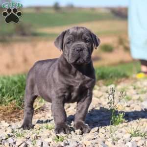 Diego, Cane Corso Puppy