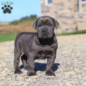Diego, Cane Corso Puppy