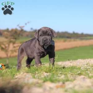 Diego, Cane Corso Puppy