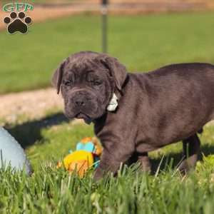 Diego, Cane Corso Puppy