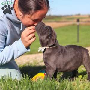Diego, Cane Corso Puppy