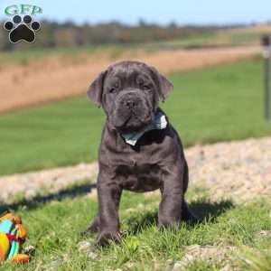 Diego, Cane Corso Puppy