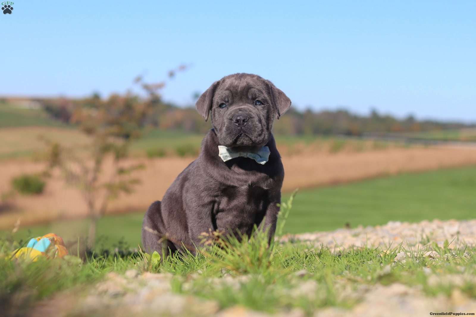 Diego (Cane Corso, Male) in Sugarcreek, OH