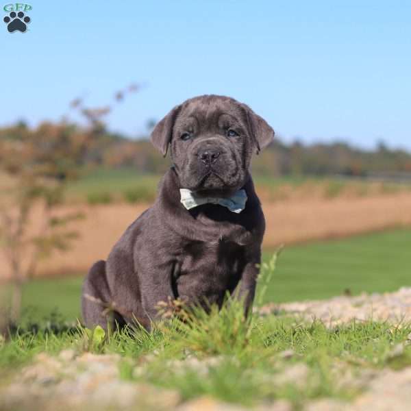 Diego, Cane Corso Puppy