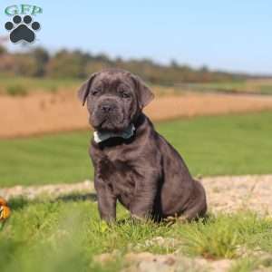 Diego, Cane Corso Puppy