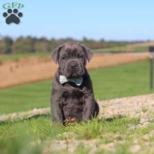 Diego, Cane Corso Puppy